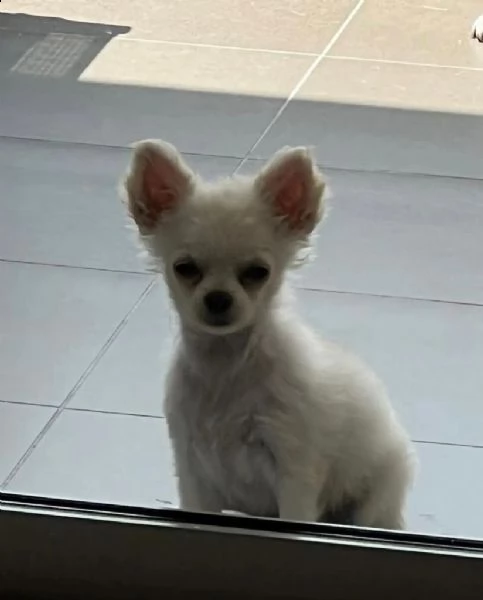 regalo cuccioli di chihuahua
