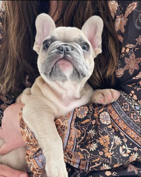  adorabile bulldog francese per regalo adozione%%%%