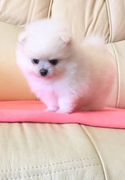 cuccioli di pomerania bianchi 