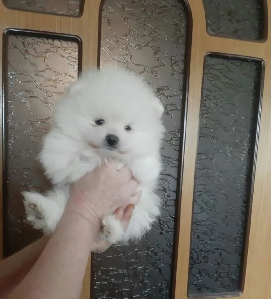 spitz pomerania toy di 3 mesi | Foto 0