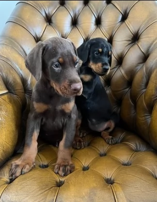 dobermann cuccioli per prenotazione | Foto 0