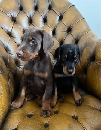 dobermann cuccioli per prenotazione