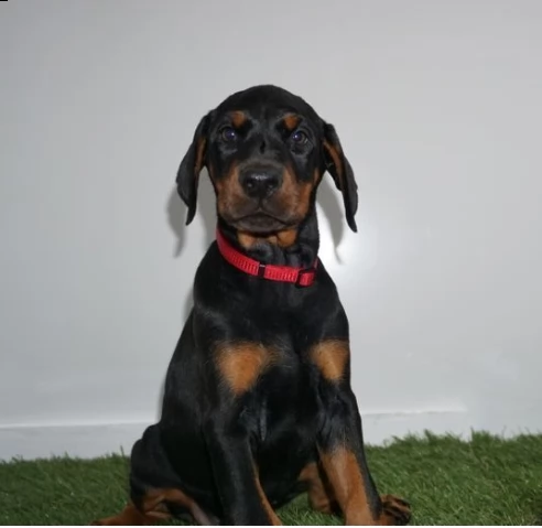 dispone dobermann cuccioli con documenti