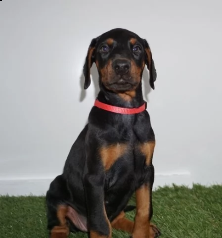 dispone dobermann cuccioli con documenti | Foto 0