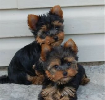 cucciolo di yorkie