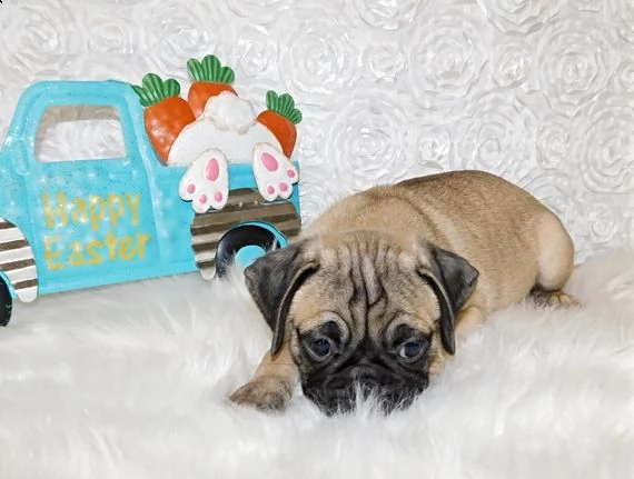 regalo carlino  | Foto 0