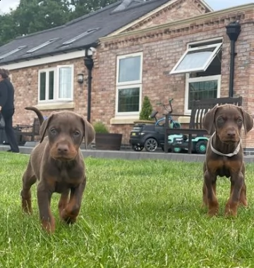 ultimi tre cuccioli di dobermann cioccolato