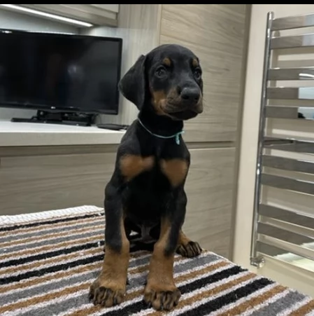 deliziosi dobermann nero focato e cioccolato