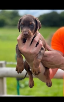 deliziosi dobermann nero focato e cioccolato | Foto 0