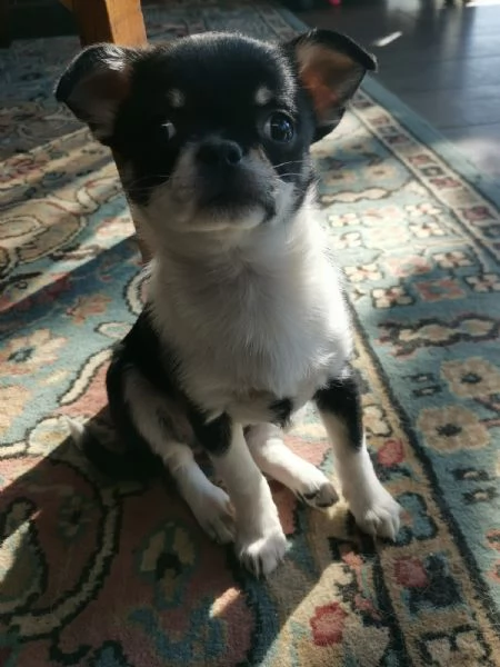 Chihuahua  | Foto 3