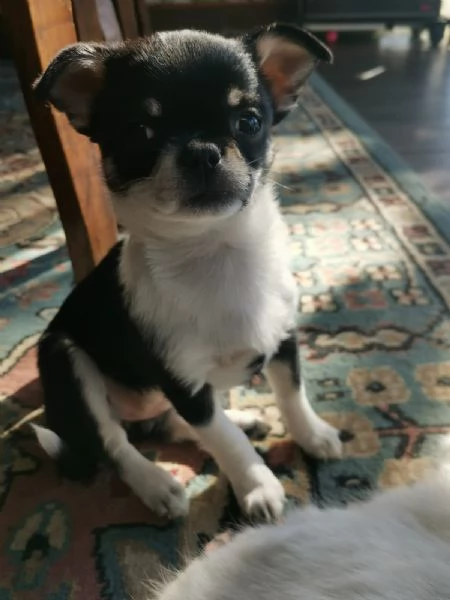 Chihuahua  | Foto 1