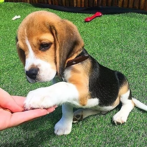 regalo cuccioli di beagle cuccioli di beagle , ancora disponibili un maschio e una femmina . i cucci