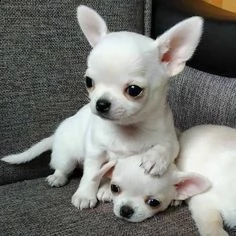 regalo cuccioli di chihuahua mini toy cuccioli di chihuahua mini toy , ancora disponibili un maschio