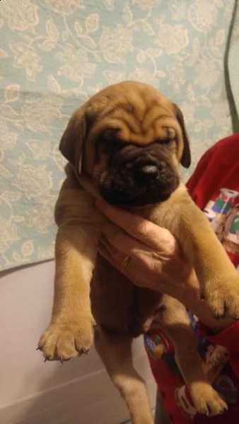 cuccioli di bullmastiff femminucce e maschietti disponibili . i cuccioli sono vaccinati sverminati c