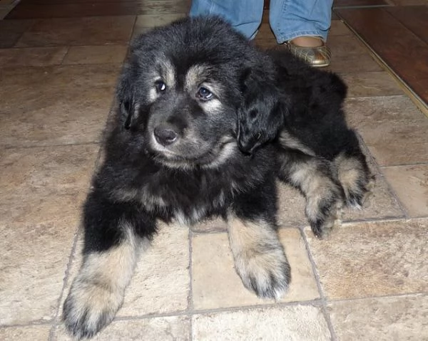 mastino tibetano cuccioli | Foto 2