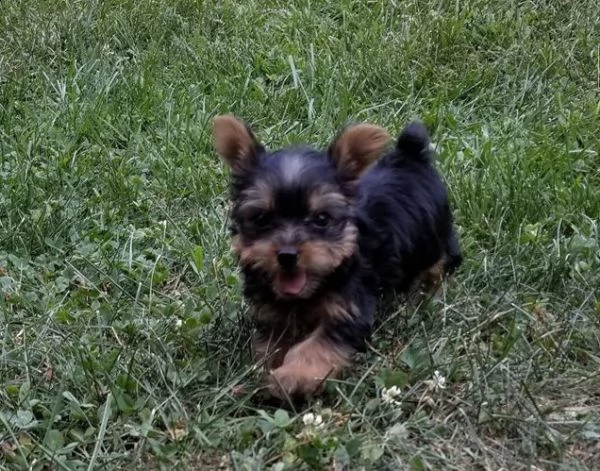 wunderschöne yorkie-welpen | Foto 0