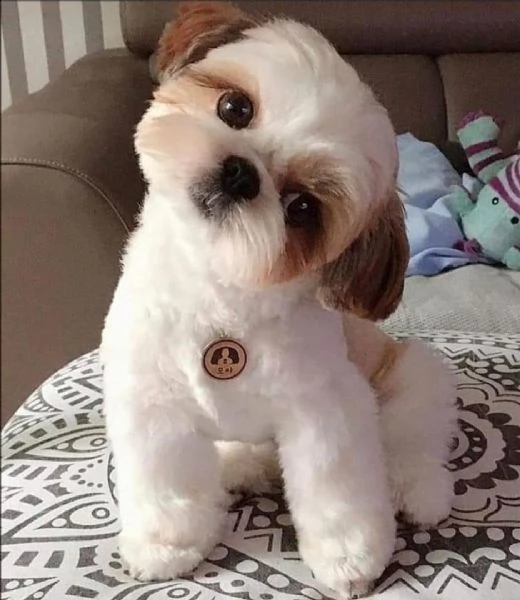  regalo abbiamo avere amorevole yorkie cuccioli per l'adozione abbiamo avere yorkie amorevole per l'