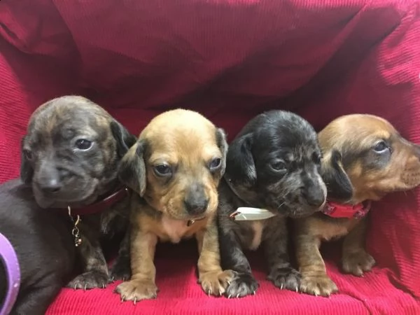 regalo adorabili cuccioli bassotto femminucce e maschietti