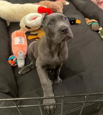 cuccioli di cane corso