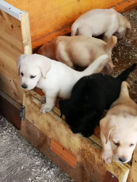 regalo adorabili cuccioli di la labrador chicolato