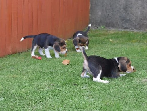 regalo cuccioli di beagle maschi che femmine nb,