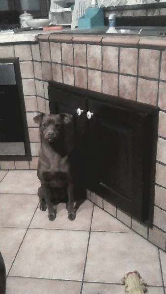 Cagnolino cerca adozione 