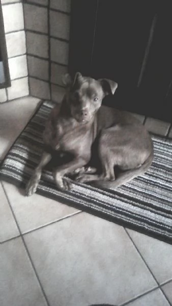 Cagnolino cerca adozione  | Foto 0