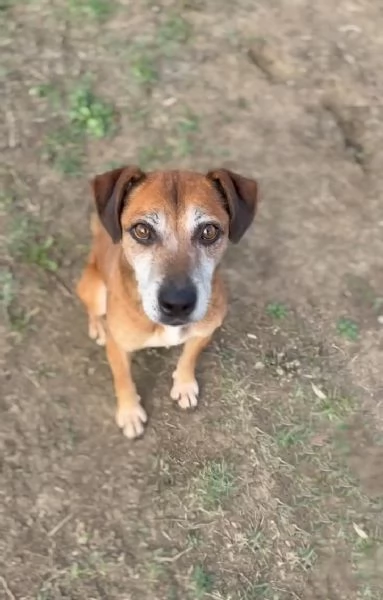 Cagnolino piccola taglia 