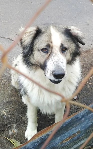 Cagnoline in Adozione  | Foto 3