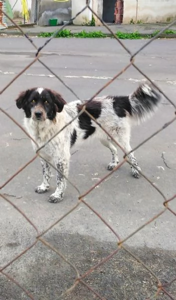 Cagnoline in Adozione  | Foto 2