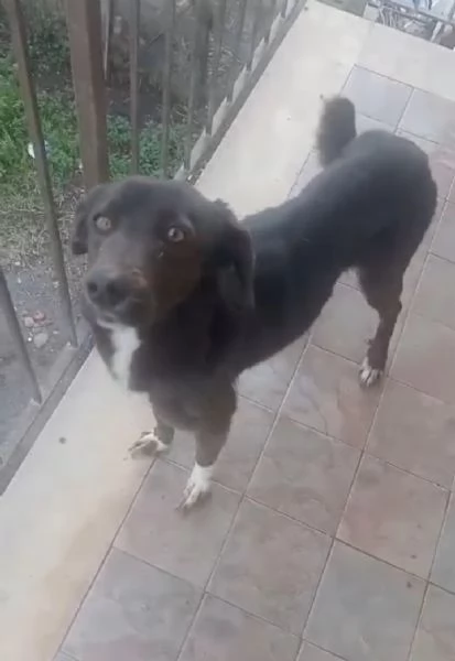 Cagnolina in cerca di Adozione 