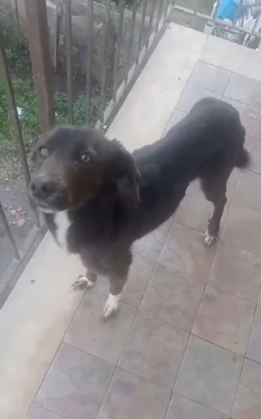 Cagnolina in cerca di Adozione  | Foto 2