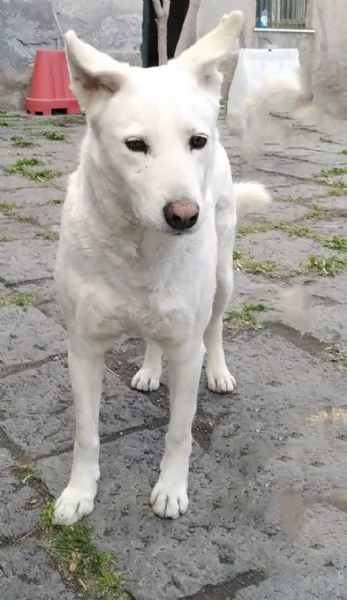 Cagnolino cerca adozione 