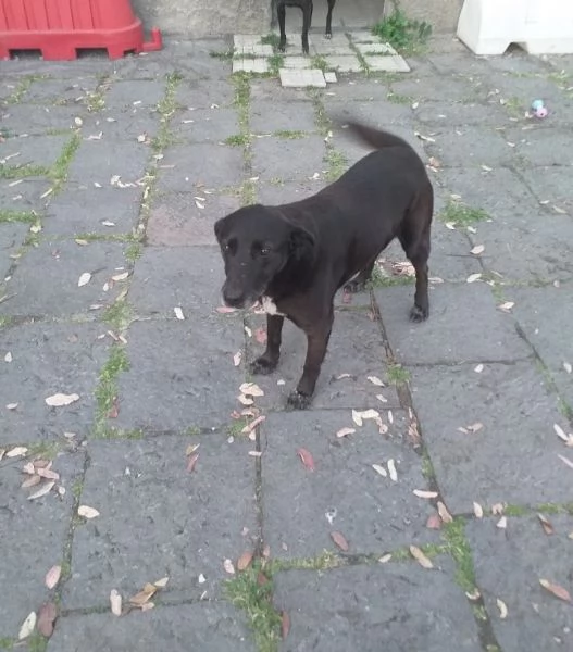 Cagnolina cerca famiglia  | Foto 0