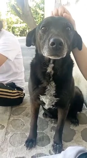 Cagnolina cerca famiglia 