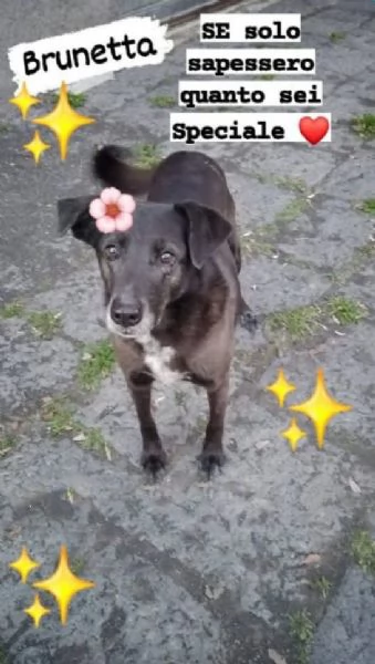 Cagnolina in Adozione 
