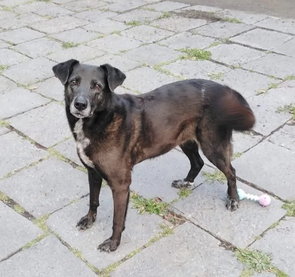 Cagnolina in Adozione  | Foto 0