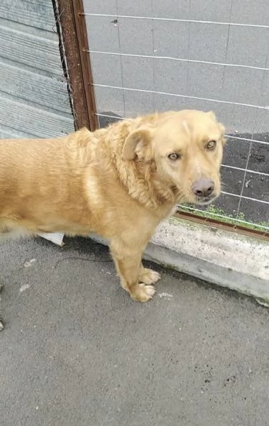 Cagnolino cerca adozione  | Foto 1