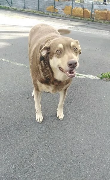 Cagnolino cerca adozione  | Foto 2