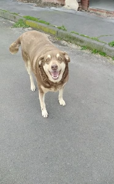 Cagnolino cerca adozione  | Foto 1