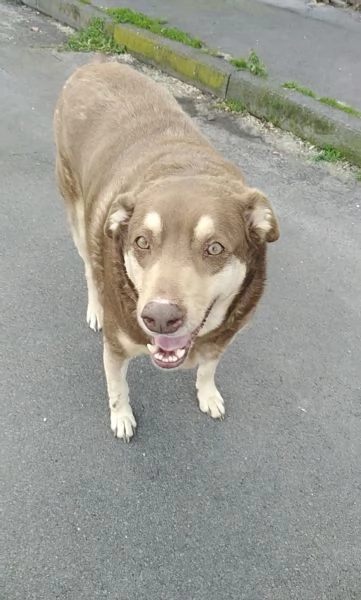Cagnolino cerca adozione 