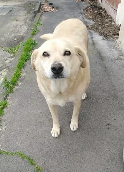 Cagnolino cerca casa  | Foto 2