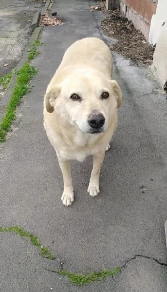 Cagnolino cerca casa 