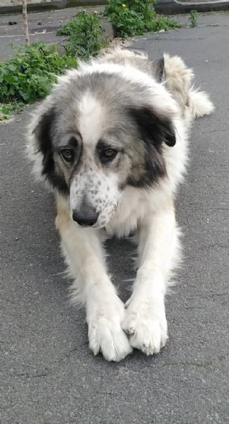 Cagnolina cerca Adozione  | Foto 1