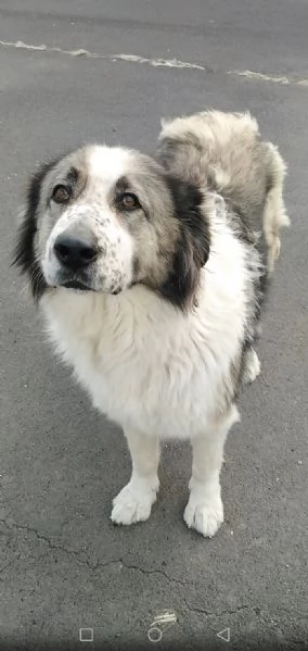 Cagnolina cerca Adozione 
