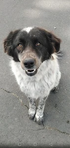 Cagnolina in Adozione 