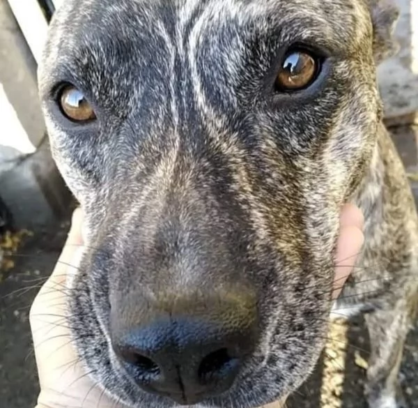 Cagnolino cerca casa  | Foto 0