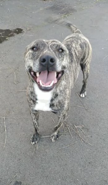 Cagnolino cerca casa 