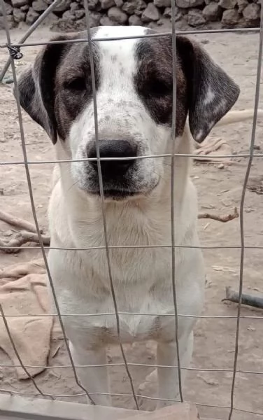 Cagnolino in Adozione  | Foto 2