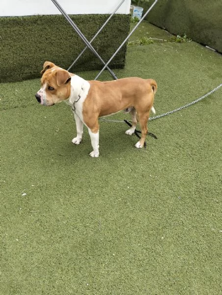 Cerca adozione urgente  | Foto 0